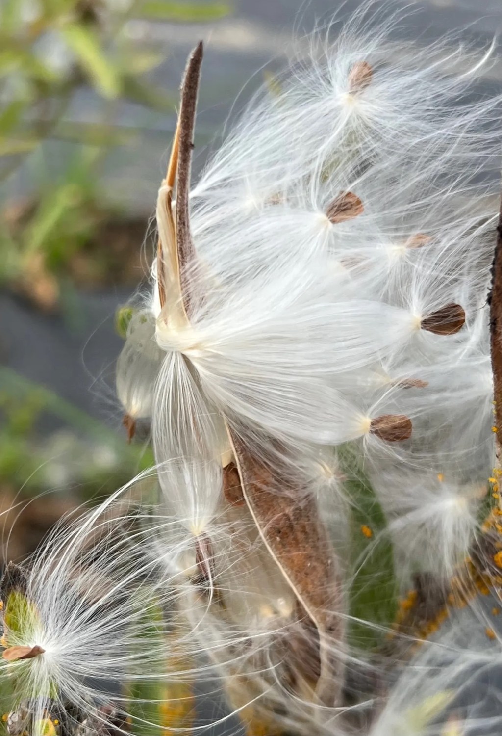 The EarthBody Journey Ahead