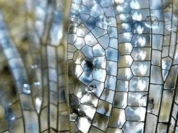 ReAwaken Your Body’s Ecological&nbsp;Integrity