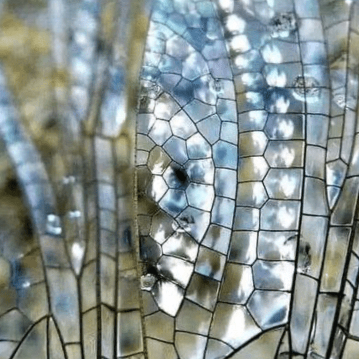 ReAwaken Your Body’s Ecological Integrity